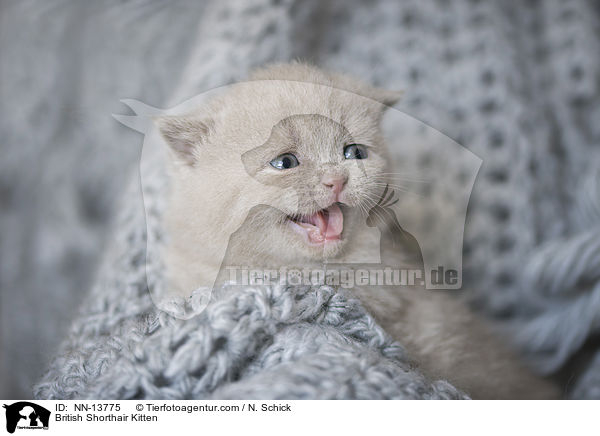 Britisch Kurzhaar Ktzchen / British Shorthair Kitten / NN-13775
