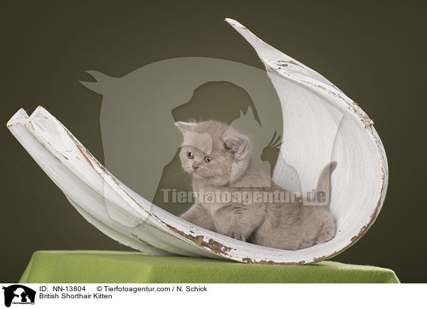 Britisch Kurzhaar Ktzchen / British Shorthair Kitten / NN-13804