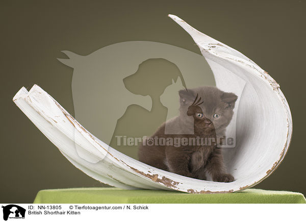 Britisch Kurzhaar Ktzchen / British Shorthair Kitten / NN-13805