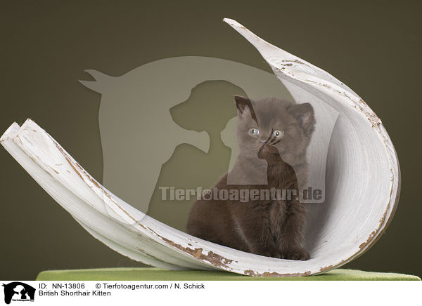 Britisch Kurzhaar Ktzchen / British Shorthair Kitten / NN-13806