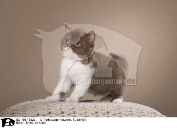 Britisch Kurzhaar Ktzchen / British Shorthair Kitten / NN-13820
