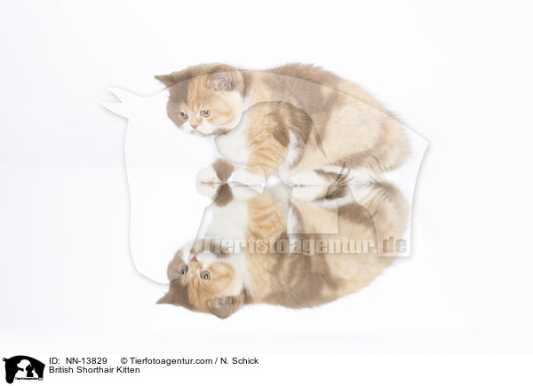 Britisch Kurzhaar Ktzchen / British Shorthair Kitten / NN-13829
