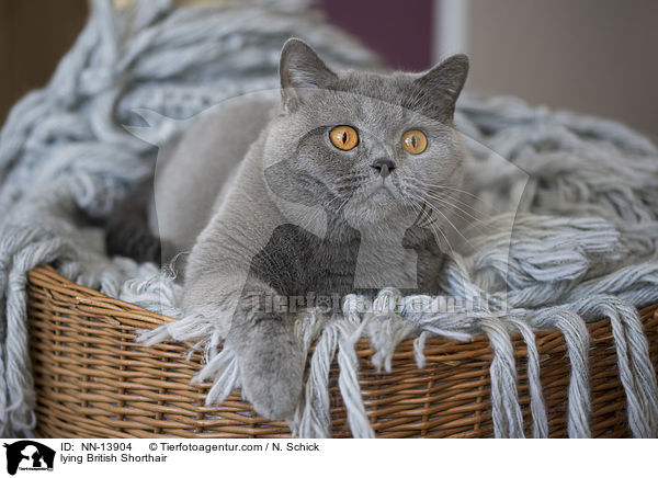 liegende Britisch Kurzhaar / lying British Shorthair / NN-13904