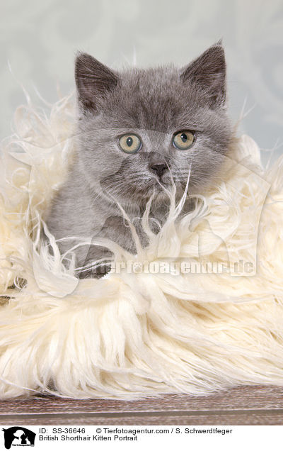 Britisch Kurzhaar Ktzchen Portrait / British Shorthair Kitten Portrait / SS-36646