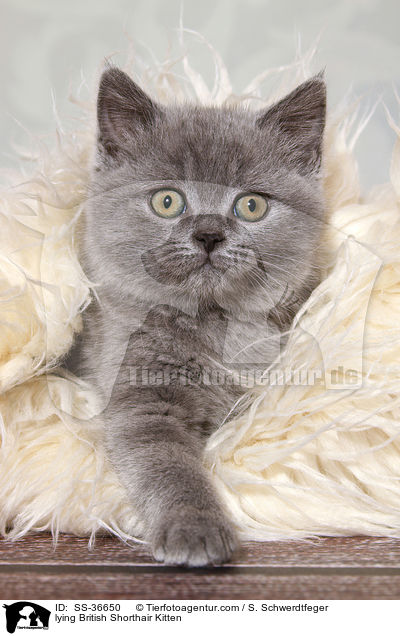 liegendes Britisch Kurzhaar Ktzchen / lying British Shorthair Kitten / SS-36650