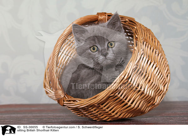 sitzendes Britisch Kurzhaar Ktzchen / sitting British Shorthair Kitten / SS-36655