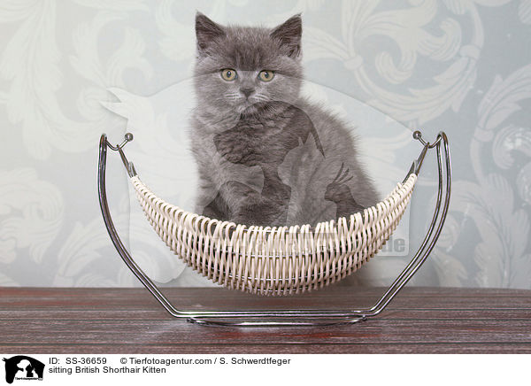 sitzendes Britisch Kurzhaar Ktzchen / sitting British Shorthair Kitten / SS-36659