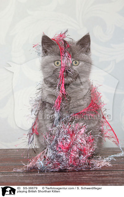 spielendes Britisch Kurzhaar Ktzchen / playing British Shorthair Kitten / SS-36679