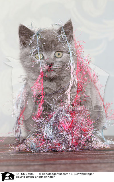 spielendes Britisch Kurzhaar Ktzchen / playing British Shorthair Kitten / SS-36680