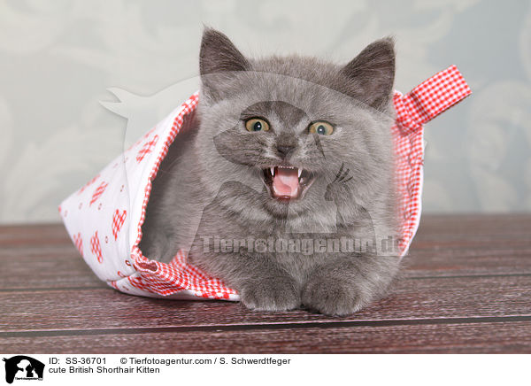 ses Britisch Kurzhaar Ktzchen / cute British Shorthair Kitten / SS-36701