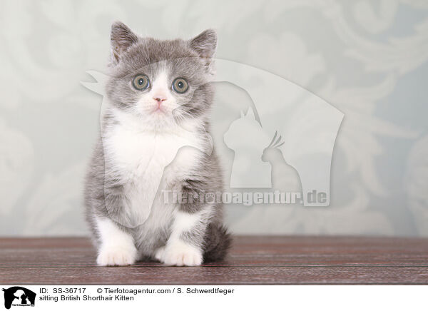 sitzendes Britisch Kurzhaar Ktzchen / sitting British Shorthair Kitten / SS-36717