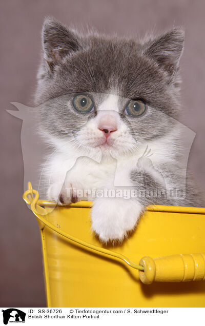 Britisch Kurzhaar Ktzchen Portrait / British Shorthair Kitten Portrait / SS-36726