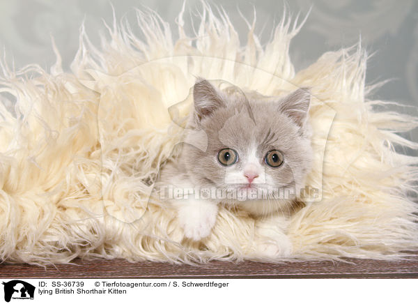 liegendes Britisch Kurzhaar Ktzchen / lying British Shorthair Kitten / SS-36739