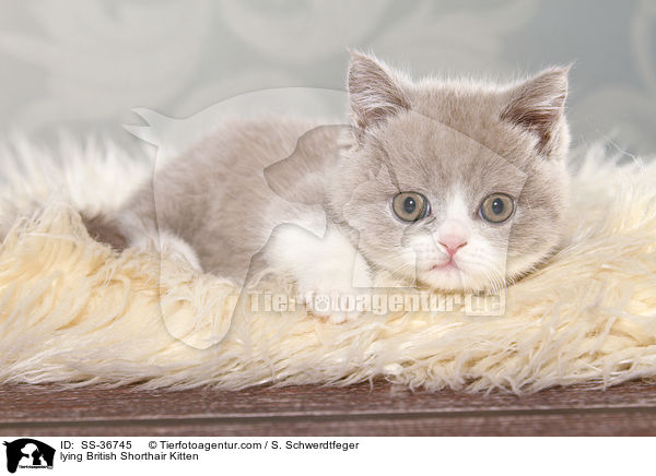 liegendes Britisch Kurzhaar Ktzchen / lying British Shorthair Kitten / SS-36745