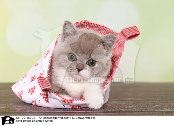 liegendes Britisch Kurzhaar Ktzchen / lying British Shorthair Kitten / SS-36791