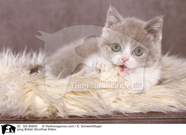 liegendes Britisch Kurzhaar Ktzchen / lying British Shorthair Kitten / SS-36800