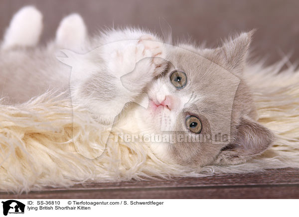 liegendes Britisch Kurzhaar Ktzchen / lying British Shorthair Kitten / SS-36810