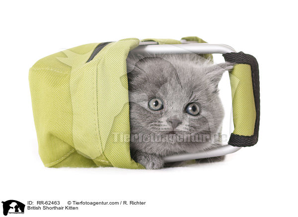 Britisch Kurzhaar Ktzchen / British Shorthair Kitten / RR-62463