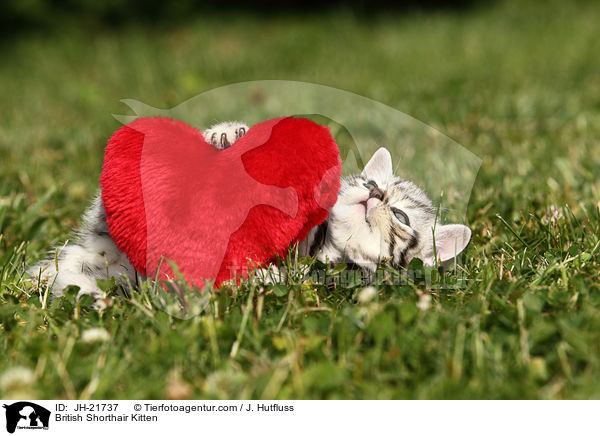 Britisch Kurzhaar Ktzchen / British Shorthair Kitten / JH-21737