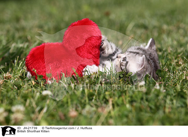 Britisch Kurzhaar Ktzchen / British Shorthair Kitten / JH-21739