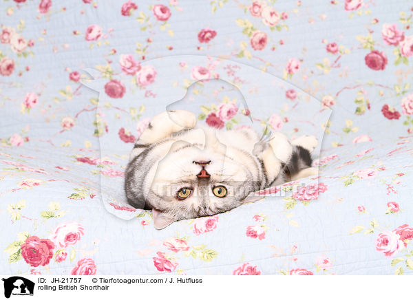 liegende Britisch Kurzhaar / rolling British Shorthair / JH-21757