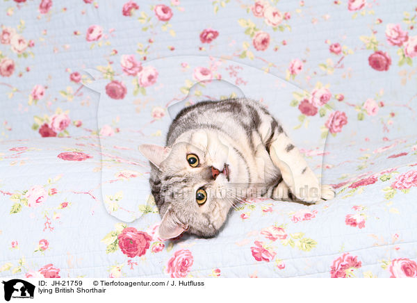 liegende Britisch Kurzhaar / lying British Shorthair / JH-21759