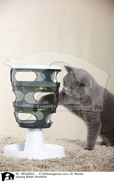 spielende Britisch Kurzhaar / playing British Shorthair / RR-62643