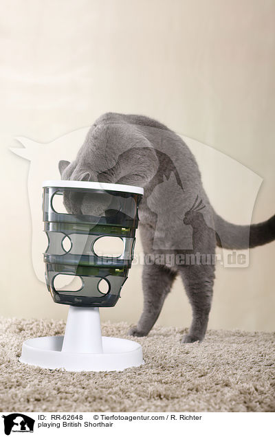 spielende Britisch Kurzhaar / playing British Shorthair / RR-62648