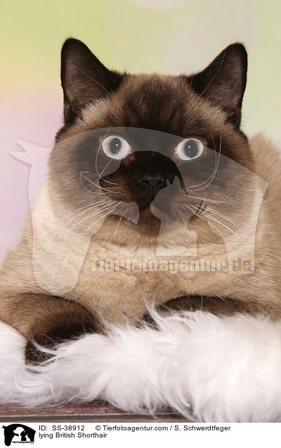 liegende Britisch Kurzhaar / lying British Shorthair / SS-38912