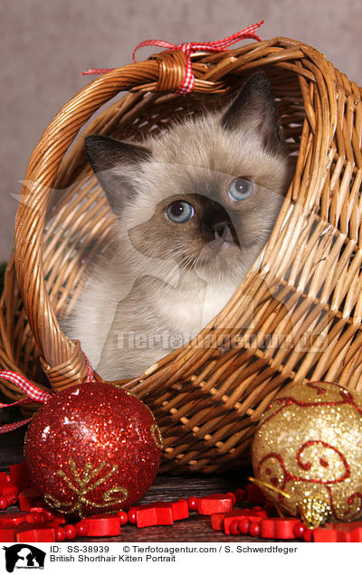 Britisch Kurzhaar Ktzchen Portrait / British Shorthair Kitten Portrait / SS-38939