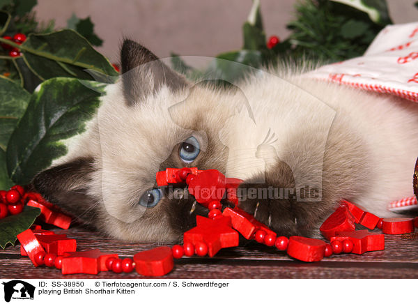 spielendes Britisch Kurzhaar Ktzchen / playing British Shorthair Kitten / SS-38950