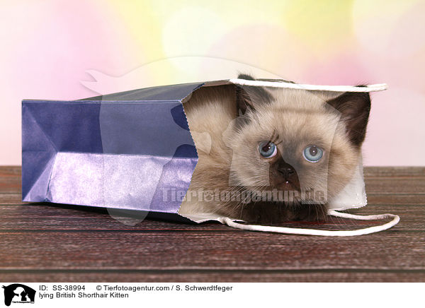 liegendes Britisch Kurzhaar Ktzchen / lying British Shorthair Kitten / SS-38994