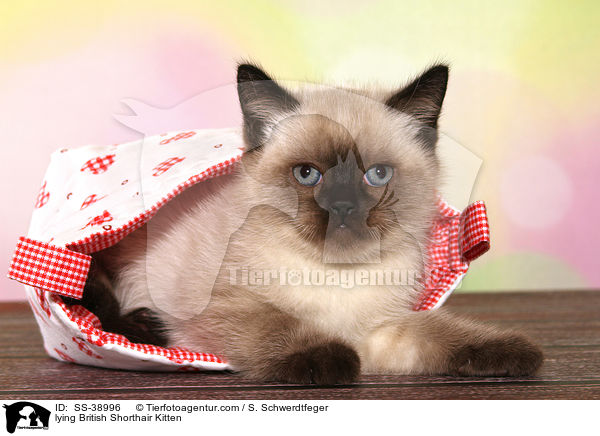 liegendes Britisch Kurzhaar Ktzchen / lying British Shorthair Kitten / SS-38996