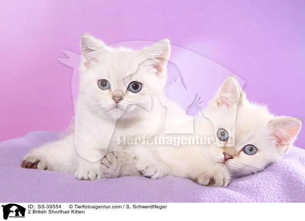 2 Britisch Kurzhaar Ktzchen / 2 British Shorthair Kitten / SS-39554