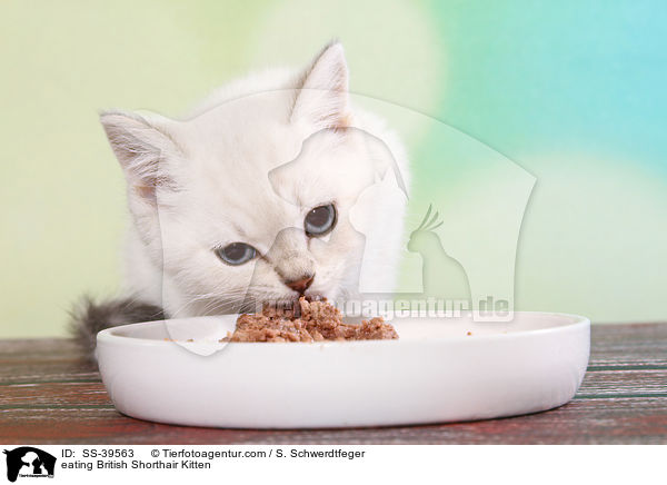 fressendes Britisch Kurzhaar Ktzchen / eating British Shorthair Kitten / SS-39563
