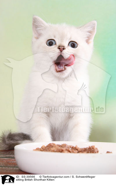 sitzendes Britisch Kurzhaar Ktzchen / sitting British Shorthair Kitten / SS-39566