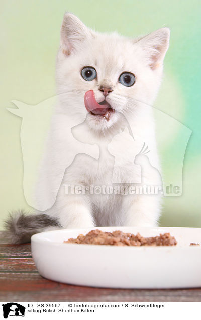 sitzendes Britisch Kurzhaar Ktzchen / sitting British Shorthair Kitten / SS-39567