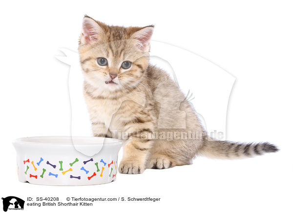fressendes Britisch Kurzhaar Ktzchen / eating British Shorthair Kitten / SS-40208