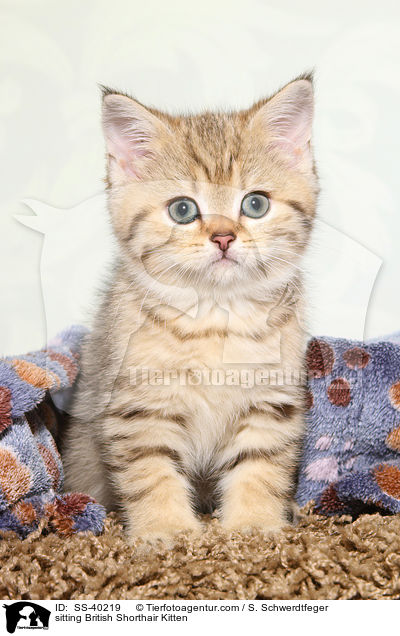 sitzendes Britisch Kurzhaar Ktzchen / sitting British Shorthair Kitten / SS-40219
