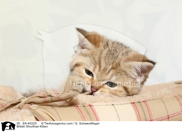 Britisch Kurzhaar Ktzchen / British Shorthair Kitten / SS-40225