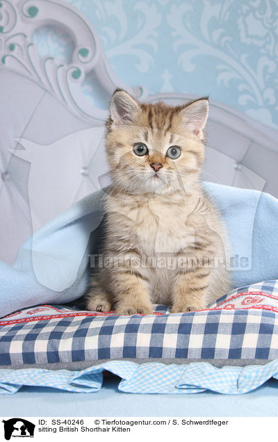 sitzendes Britisch Kurzhaar Ktzchen / sitting British Shorthair Kitten / SS-40246