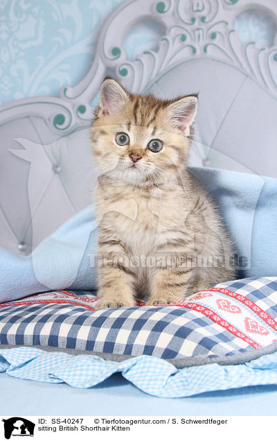 sitzendes Britisch Kurzhaar Ktzchen / sitting British Shorthair Kitten / SS-40247