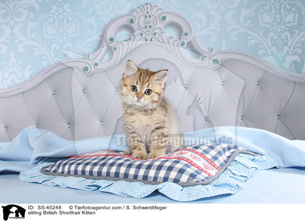 sitzendes Britisch Kurzhaar Ktzchen / sitting British Shorthair Kitten / SS-40248