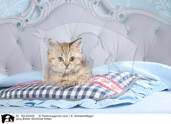 liegendes Britisch Kurzhaar Ktzchen / lying British Shorthair Kitten / SS-40249