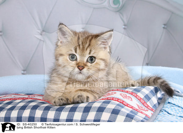 liegendes Britisch Kurzhaar Ktzchen / lying British Shorthair Kitten / SS-40250