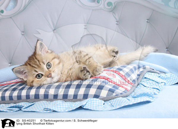 liegendes Britisch Kurzhaar Ktzchen / lying British Shorthair Kitten / SS-40251