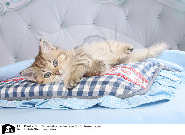 liegendes Britisch Kurzhaar Ktzchen / lying British Shorthair Kitten / SS-40252