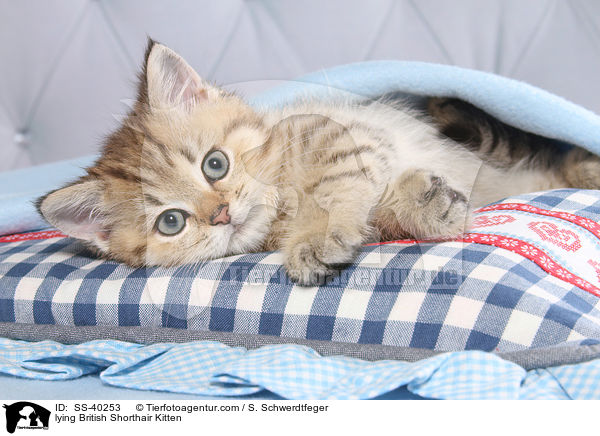 liegendes Britisch Kurzhaar Ktzchen / lying British Shorthair Kitten / SS-40253