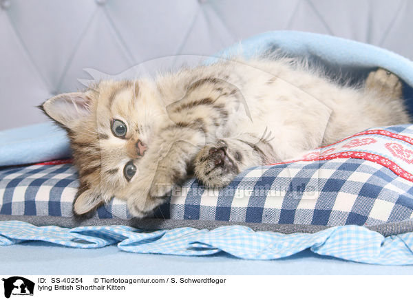 liegendes Britisch Kurzhaar Ktzchen / lying British Shorthair Kitten / SS-40254