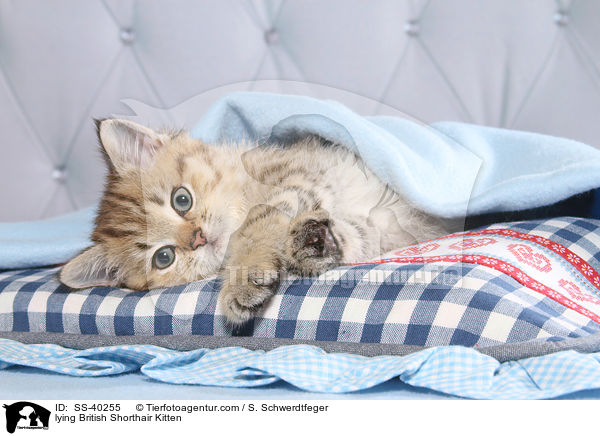 liegendes Britisch Kurzhaar Ktzchen / lying British Shorthair Kitten / SS-40255